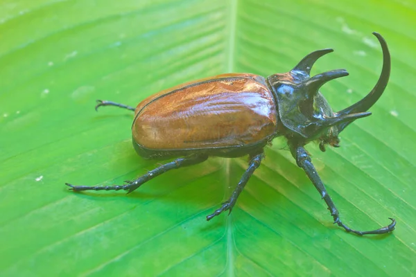 Комаха Таїланду Великий Жук Носоріг Eupatorus Gracillicornis — стокове фото