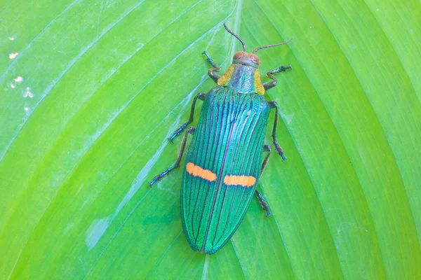 Insetto Foglia Dalla Thailandia Scarabeo Gioiello Catoxantha Opulenta — Foto Stock