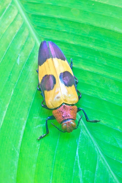 来自泰国 金属木材无聊甲虫 科叶上的昆虫 — 图库照片