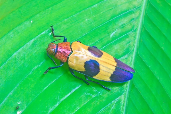 Insekt Auf Blatt Aus Thailand Metallischer Holzbohrkäfer Buprestidae — Stockfoto
