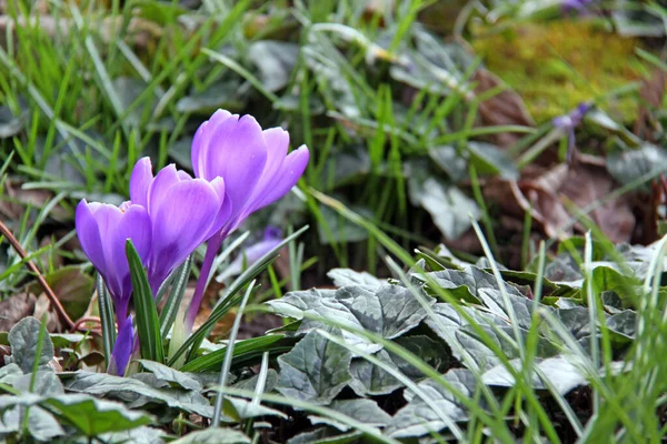 Purple Crocuses Spring Flowers Petals — Stock Photo, Image