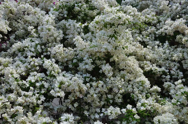 Pianta Bouganville Fioritura Con Fiori Bianchi Sfondo Primavera — Foto Stock