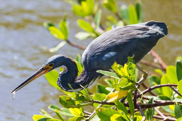 American Blue Heron Search Food Ngreat Blue Heron Foraging — Photo