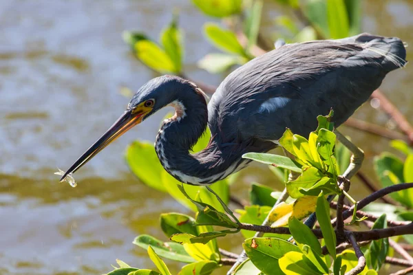 Americanos Garça Cinza Forragem Ngreat Garça Azul Forragem — Fotografia de Stock