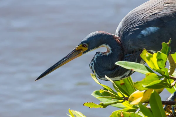 american blue heron in search of food.\r\ngreat blue heron in foraging.