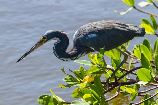 american blue heron looking for food.\ngreat blue heron in foraging.