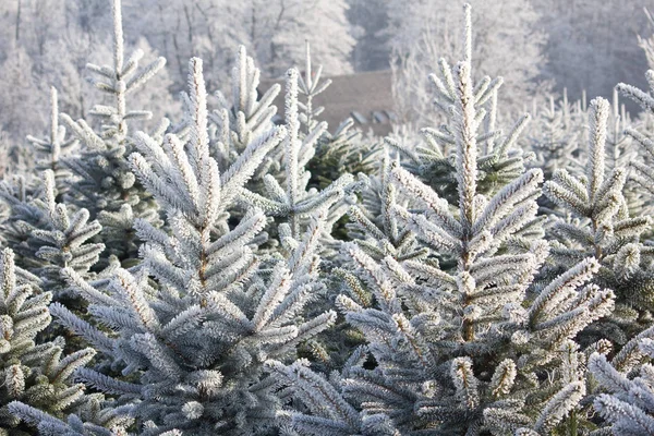 Festlig Jul Julgran Semester Dekorationer — Stockfoto