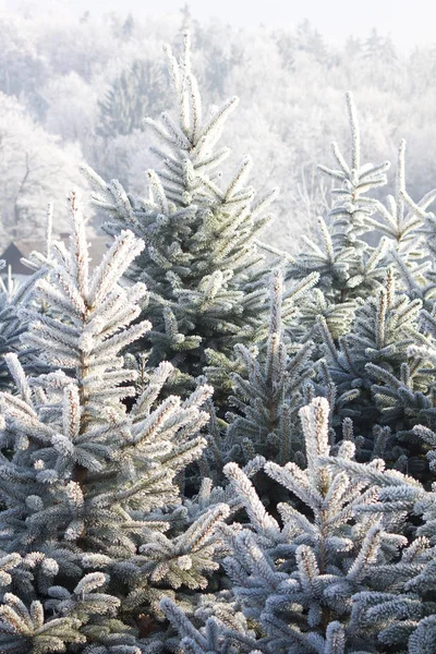 Decoraciones Navideñas Festivas Árbol Navidad —  Fotos de Stock