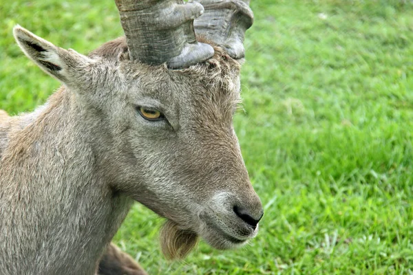 摩羯野生动物 有角的山羊 — 图库照片