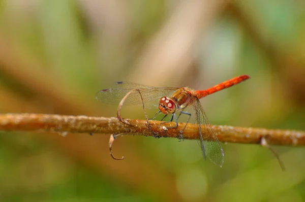 Insetto Libellula Natura Entomologia — Foto Stock