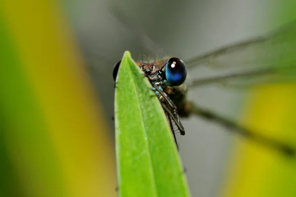 Yusufçuk Böceğinin Makro Görüntüsü — Stok fotoğraf