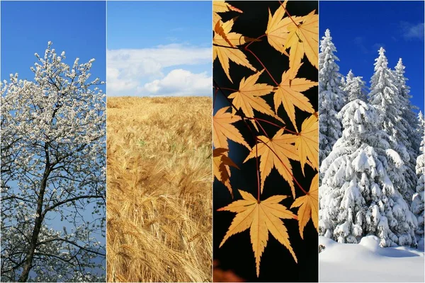 Quatre Saisons Collage Nature — Photo
