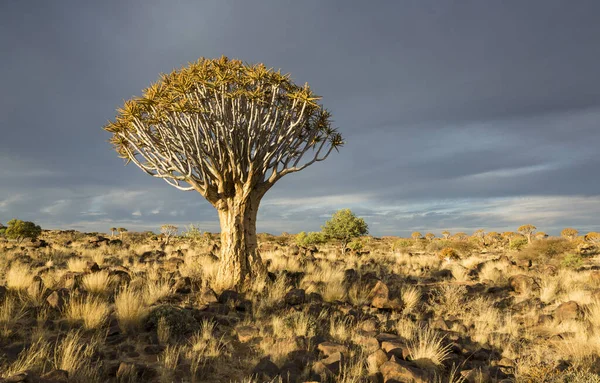 Árbol Del Carcaj Dichotoma Aloe Luz Del Sol Brillante Tarde — Foto de Stock