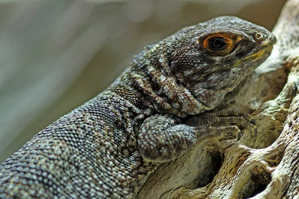 Grande Iguane Madagascar Oplurus Cuvieri — Photo