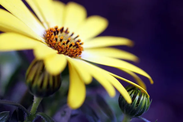 夏野の花や植物 — ストック写真