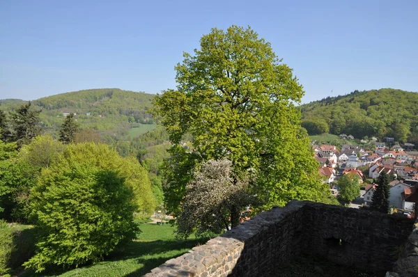 Baum Auf Der Burgruine Lindenfels — Stockfoto