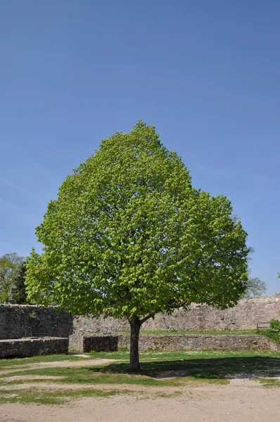 Albero Sul Castello Rovine Lindenfels — Foto Stock