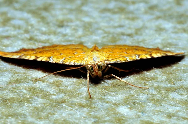 Moth Frontal View Stock Photo