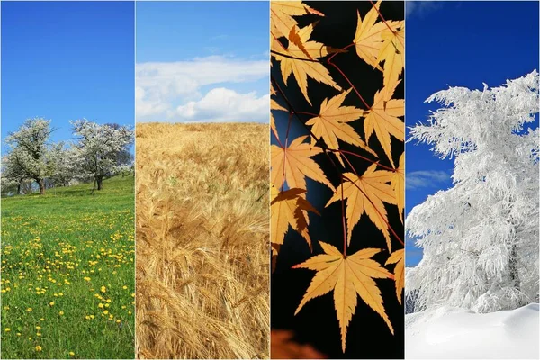 コラージュや自然界の四季 ロイヤリティフリーのストック画像