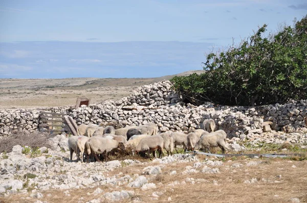 Πρόβατα Pag Kroatia — Φωτογραφία Αρχείου