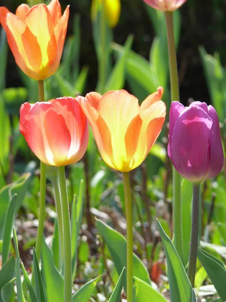 Tulipán Virágok Réten Tavaszi Növény — Stock Fotó