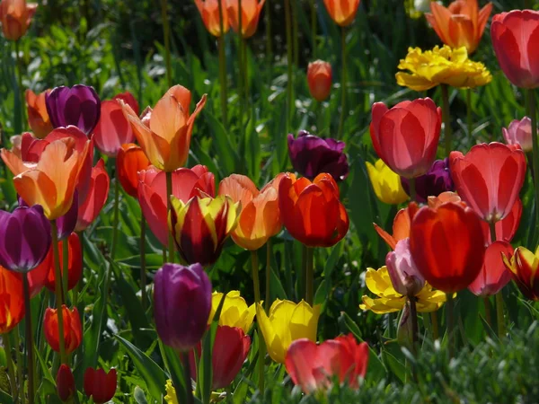 草坪上的郁金香花 春天的植物 — 图库照片