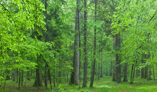 Alte Eichen Sommernebligen Laubbestand Des Biaowieza Waldes — Stockfoto