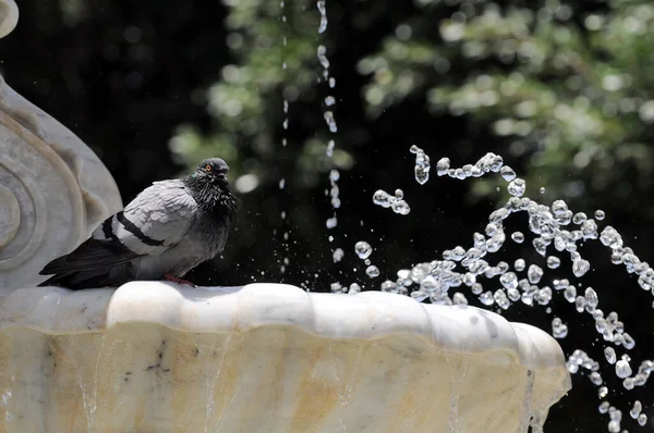 Wasser Spritzt Aus Einem Marmorbrunnen Und Einer Taube Santa Cruz — Stockfoto