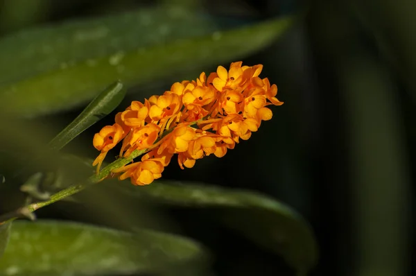 Ізольовані Жовті Квітки Орхідей Темним Фоном Колката Індія — стокове фото