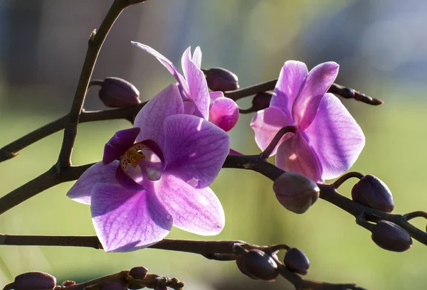 Back Lit Isolated Pink Orchid Flowers Bright Background Kolkata India — Stockfoto