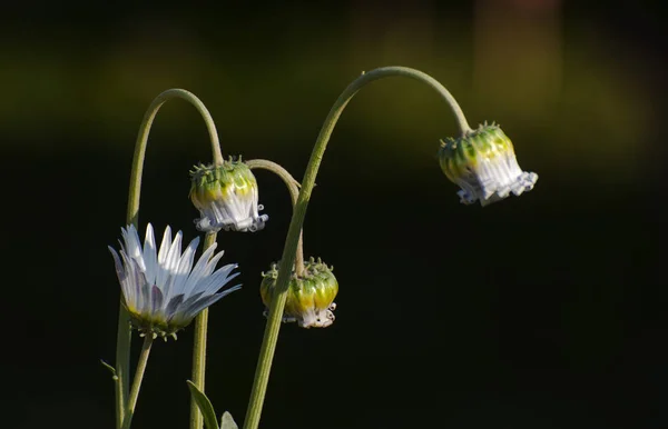 Isolated White Seasonal Flower Buds Dark Background Kolkata India — ストック写真