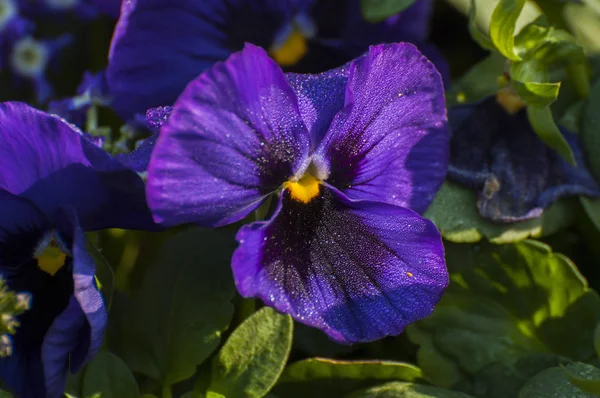 Violet Flower Petals Dew Drops Them Kolkata India — 图库照片