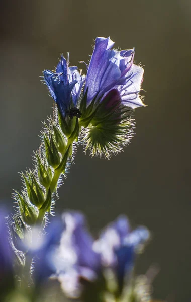 Fiori Foglie Viola Isolate Retroilluminate Calcutta India — Foto Stock