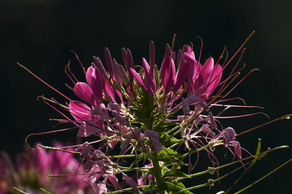 Fiori Isolati Con Sfondo Scuro Kolkata India — Foto Stock