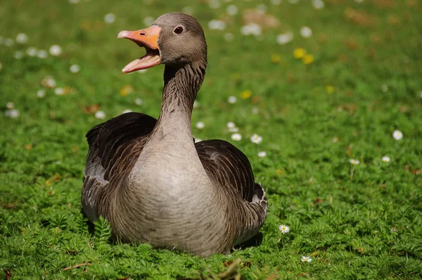 Scenic View Goose Bird Nature — Stock Photo, Image