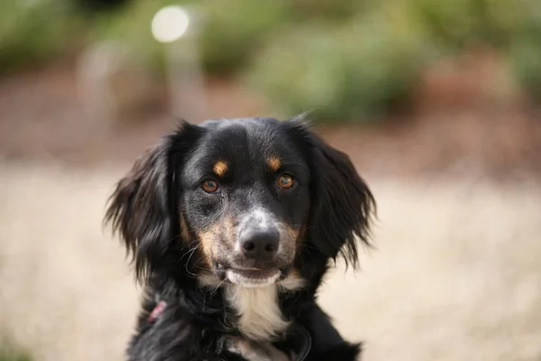 Retrato Cão Bonito — Fotografia de Stock