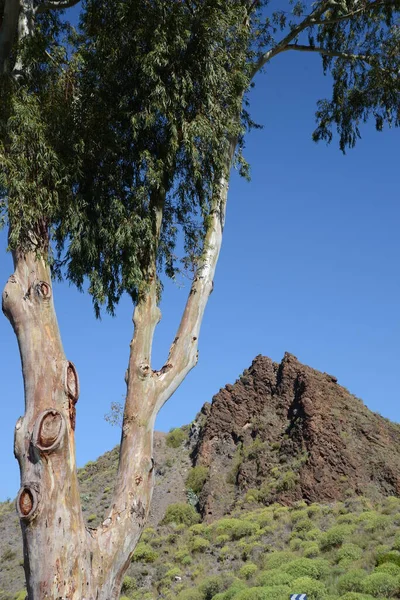 Drzewa Góry Santa Lucia Babcine Canaria — Zdjęcie stockowe