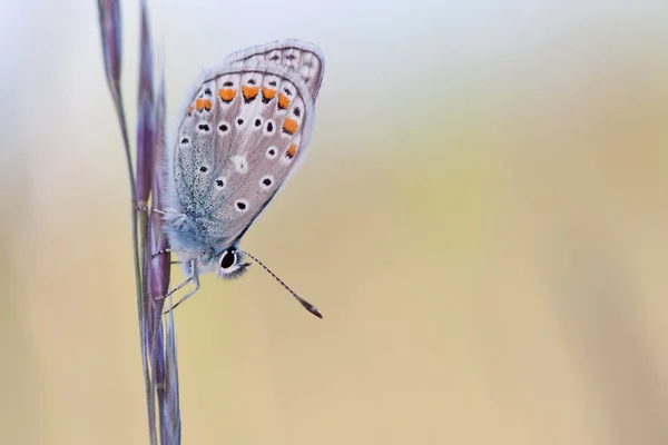 Primer Plano Error Naturaleza Salvaje — Foto de Stock