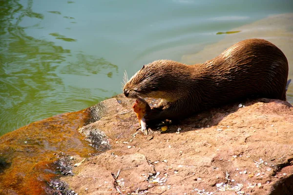 Lontra Com Peixe Fresco — Fotografia de Stock