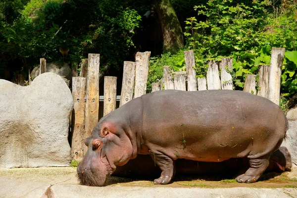 Hippopotame Animal Hippopotame Sauvage — Photo