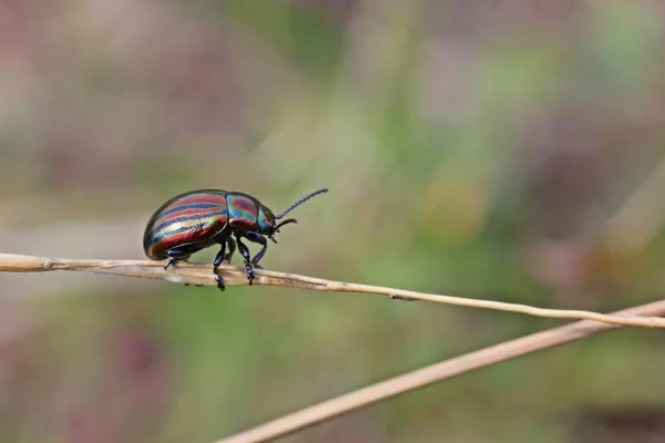 草の上に虹色の葉甲虫 クリソリナ セレリス — ストック写真