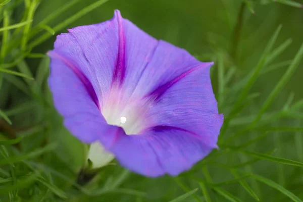 Purpur Prunkwinde Venti Paganteria Viola — Foto Stock