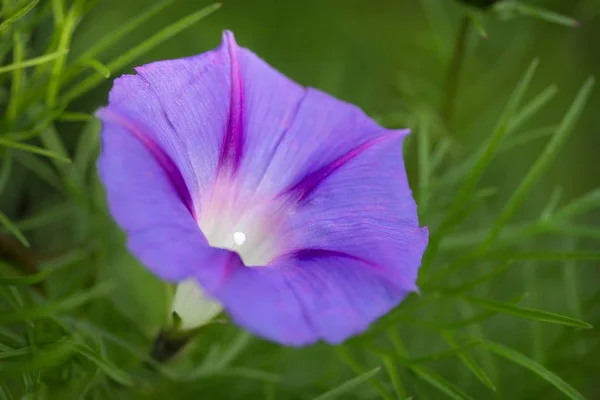 Purpur Prunkwinde Venti Paganteria Viola — Foto Stock