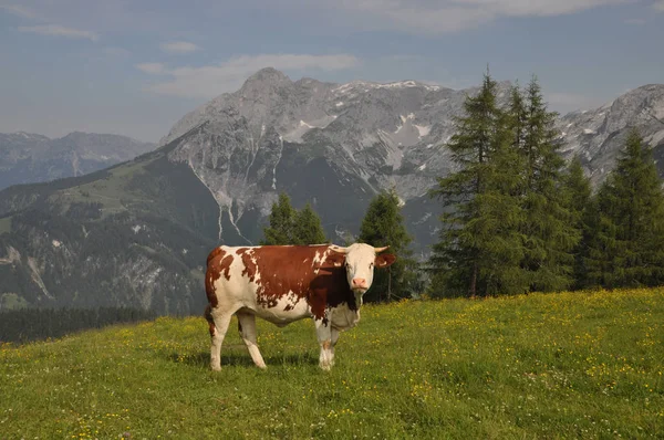 Vache Dans Les Montagnes — Photo