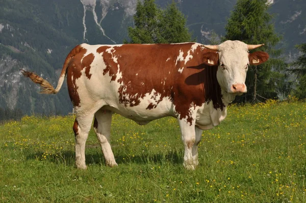 山の中の牛 — ストック写真