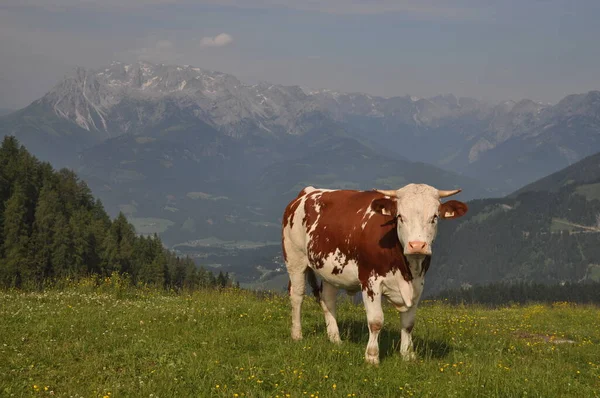 Mucca Montagna — Foto Stock