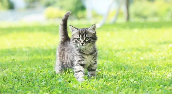Roztomilá Malá Kočka Hraje Trávě — Stock fotografie