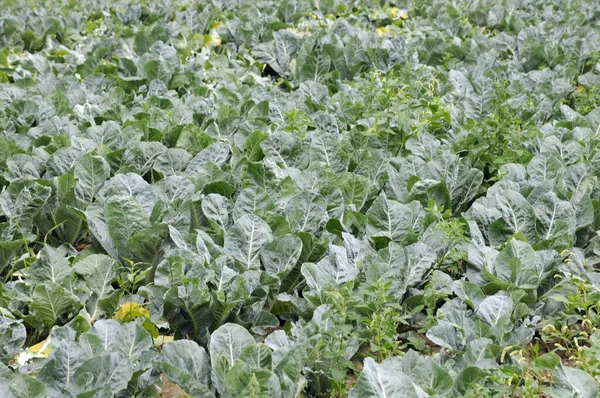 Cabbage Field Agriculture Garden — Stock Photo, Image