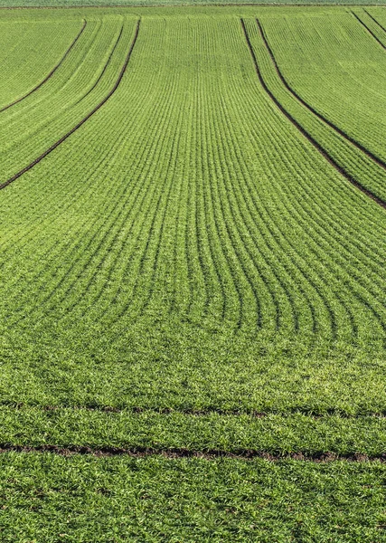 Green Fields Horizon — Stock Photo, Image