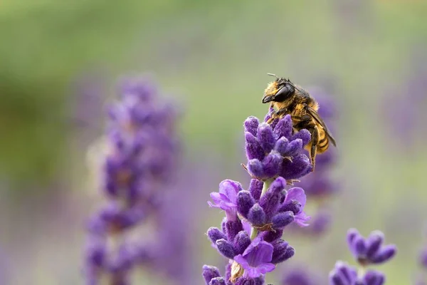 Wildbiene Auf Lavendel Wildbiene Auf Lavendel — Stockfoto